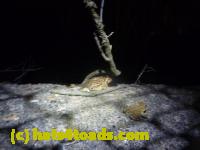 /home//u458753944/public_html/sourcegallery//Roxborough Toad Detour/2013-2019/2013/2013-04-18/P1120192.JPG